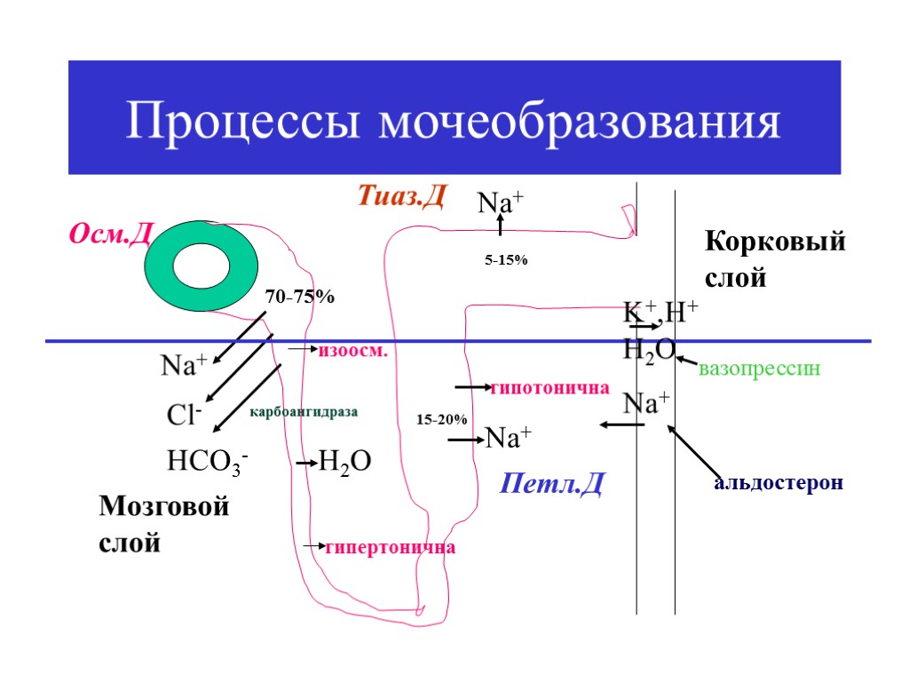 Процессы мочеобразования Nа+ Cl- HCO3- карбоангидраза 70-75% изоосм. Н2О гипертонична Nа+ 15-20% Мозговой слой